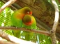 Agapornis fischeri Lovebirds