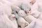 Cat with kittens freestocks org