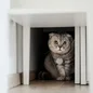 Why is cat hiding chipolo pet finder 2