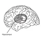 Hippocampus